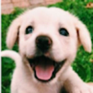 Meet your Posher, Clara